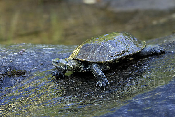 Balkan-Bachschildkröte (Mauremys rivulata)