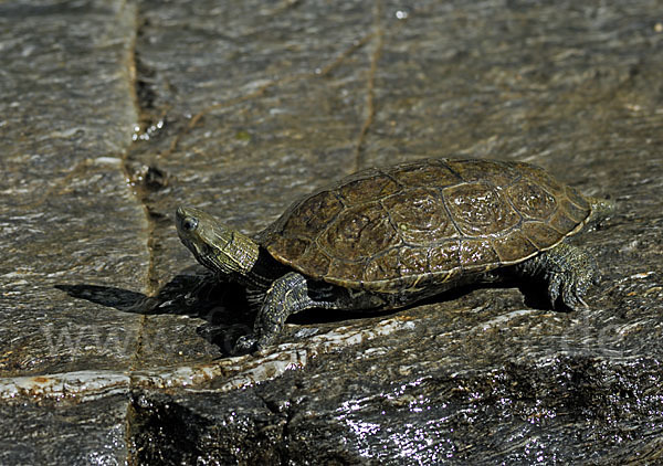 Balkan-Bachschildkröte (Mauremys rivulata)