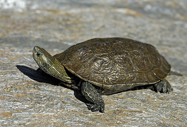 Balkan-Bachschildkröte (Mauremys rivulata)