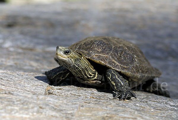 Balkan-Bachschildkröte (Mauremys rivulata)