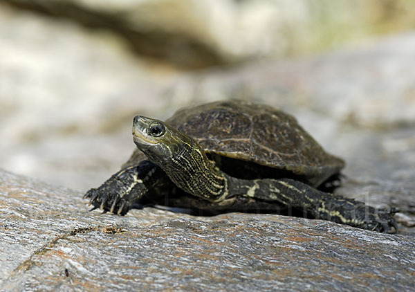 Balkan-Bachschildkröte (Mauremys rivulata)