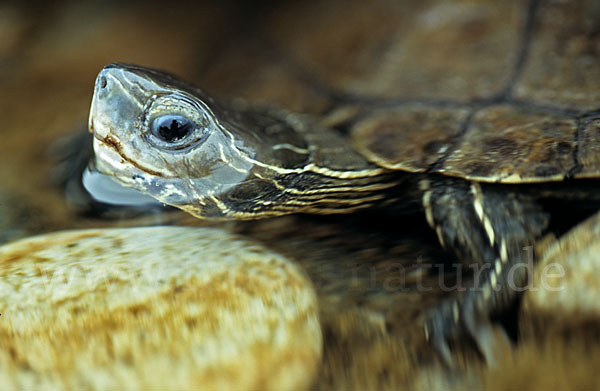 Balkan-Bachschildkröte (Mauremys rivulata)