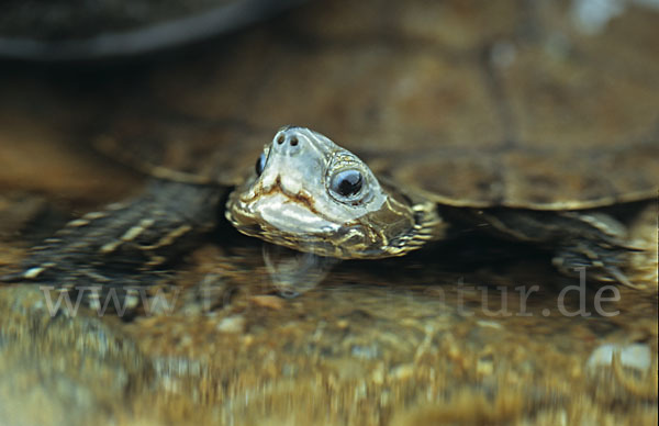 Balkan-Bachschildkröte (Mauremys rivulata)