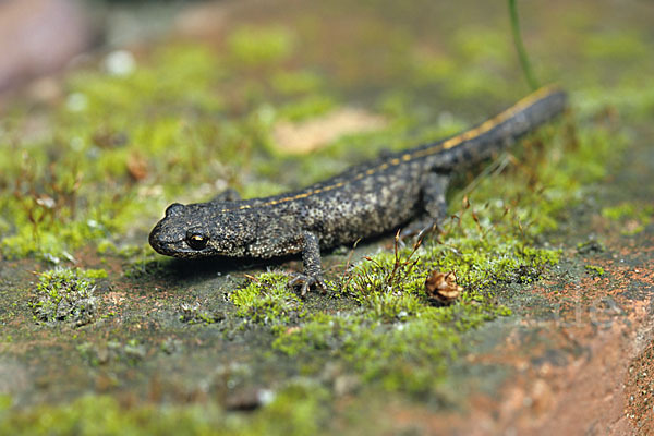 Balkan-Kammolch (Triturus karelinii arntzeni)