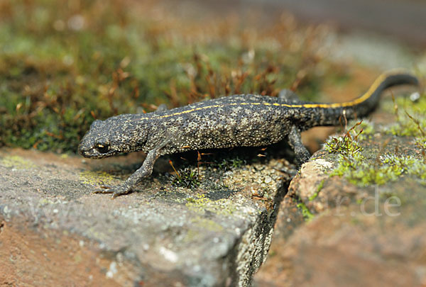 Balkan-Kammolch (Triturus karelinii arntzeni)