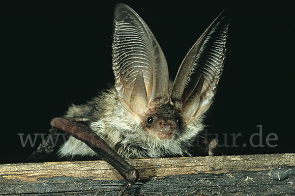 Balkan-Langohr (Plecotus kolombatovici)