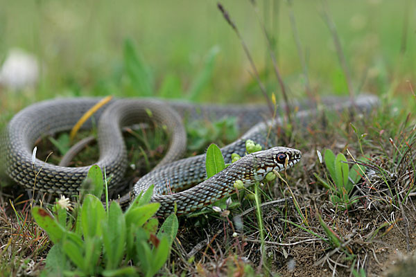 Balkan-Zornnatter (Hierophis gemonensis)