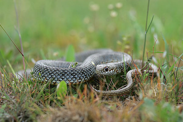 Balkan-Zornnatter (Hierophis gemonensis)