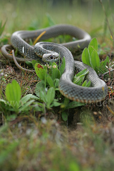 Balkan-Zornnatter (Hierophis gemonensis)