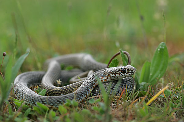 Balkan-Zornnatter (Hierophis gemonensis)