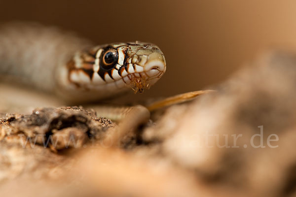 Balkan-Zornnatter (Hierophis gemonensis)