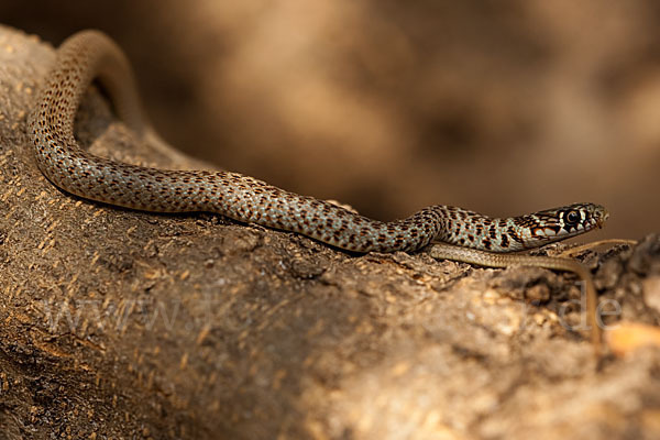 Balkan-Zornnatter (Hierophis gemonensis)