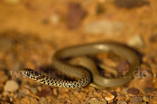 Balkan-Zornnatter (Hierophis gemonensis)