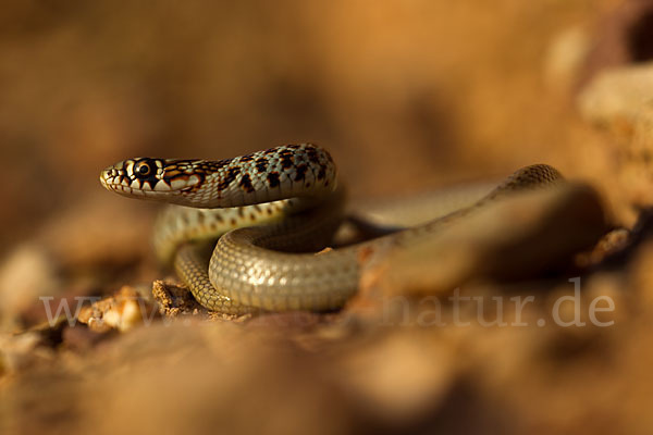 Balkan-Zornnatter (Hierophis gemonensis)