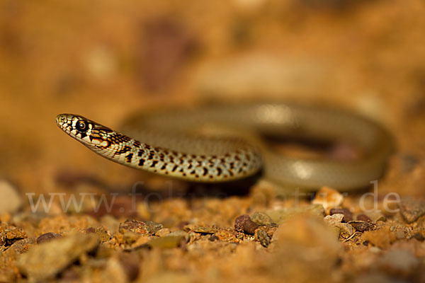 Balkan-Zornnatter (Hierophis gemonensis)