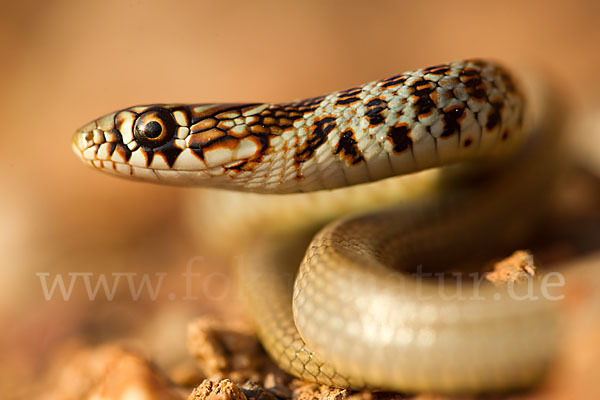 Balkan-Zornnatter (Hierophis gemonensis)