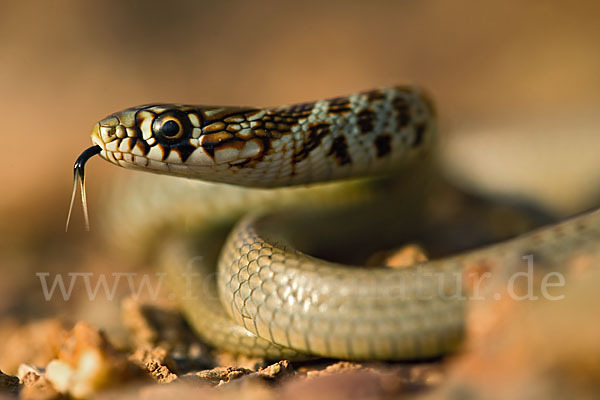 Balkan-Zornnatter (Hierophis gemonensis)