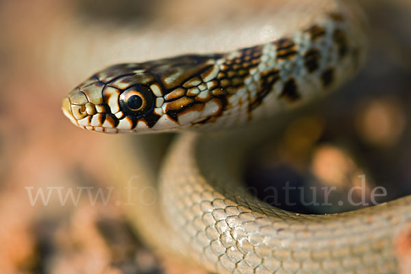 Balkan-Zornnatter (Hierophis gemonensis)