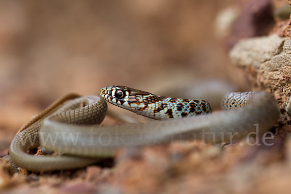 Balkan-Zornnatter (Hierophis gemonensis)