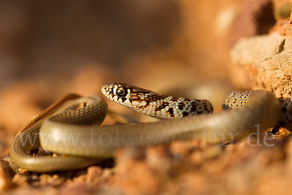 Balkan-Zornnatter (Hierophis gemonensis)