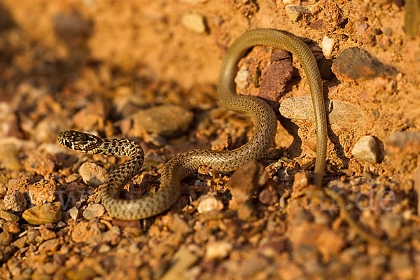 Balkan-Zornnatter (Hierophis gemonensis)