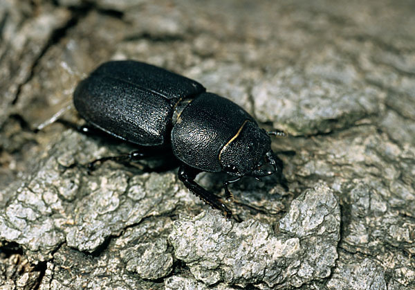 Balkenschröter (Dorcus parallelopipedus)