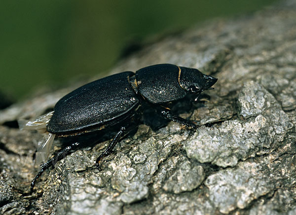 Balkenschröter (Dorcus parallelopipedus)