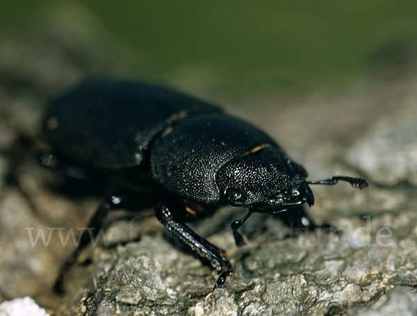 Balkenschröter (Dorcus parallelopipedus)