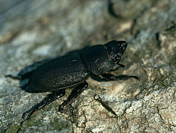 Balkenschröter (Dorcus parallelopipedus)