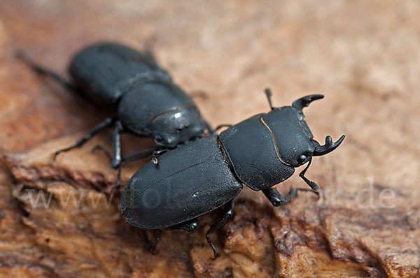 Balkenschröter (Dorcus parallelopipedus)