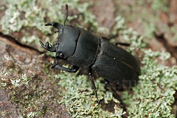 Balkenschröter (Dorcus parallelopipedus)