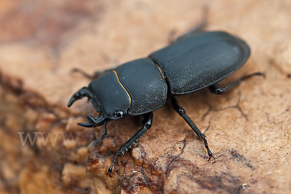 Balkenschröter (Dorcus parallelopipedus)