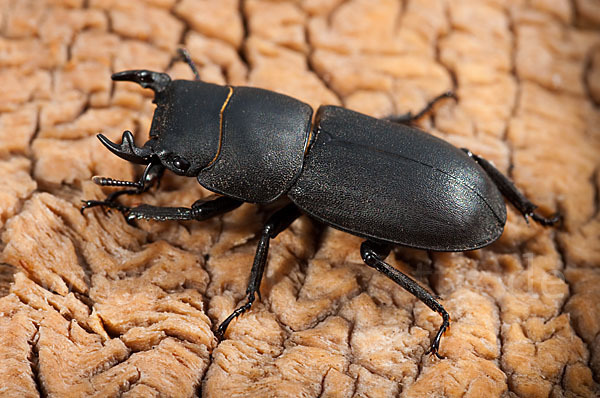 Balkenschröter (Dorcus parallelopipedus)