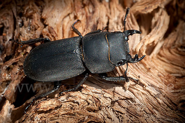 Balkenschröter (Dorcus parallelopipedus)