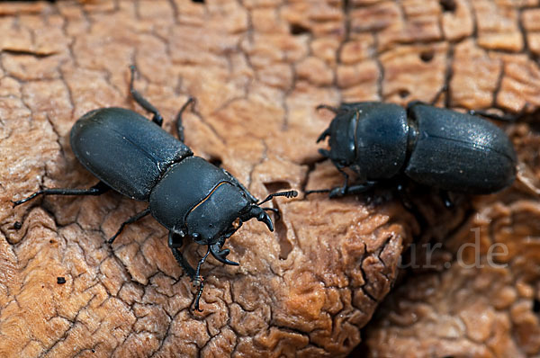 Balkenschröter (Dorcus parallelopipedus)