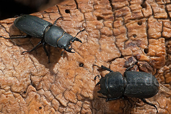 Balkenschröter (Dorcus parallelopipedus)