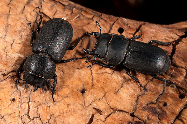 Balkenschröter (Dorcus parallelopipedus)