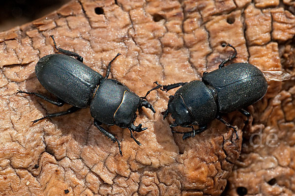 Balkenschröter (Dorcus parallelopipedus)