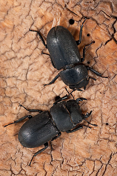 Balkenschröter (Dorcus parallelopipedus)