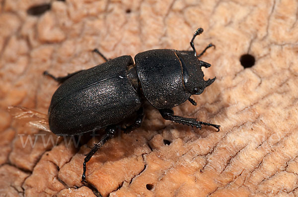 Balkenschröter (Dorcus parallelopipedus)