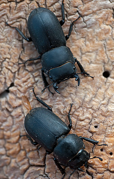 Balkenschröter (Dorcus parallelopipedus)