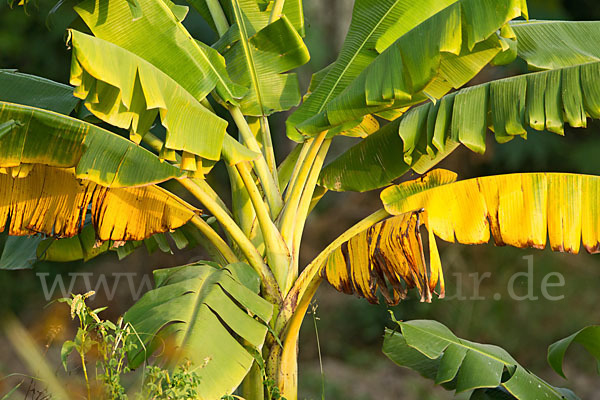 Banane (Musa spec.)