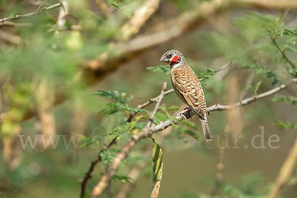 Bandamadine (Amadina fasciata)