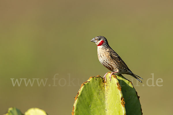 Bandamadine (Amadina fasciata)