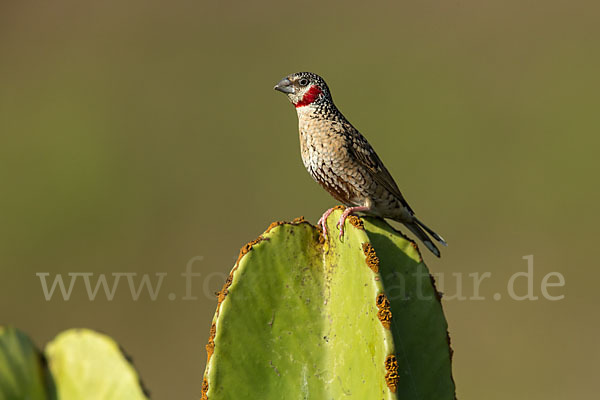 Bandamadine (Amadina fasciata)