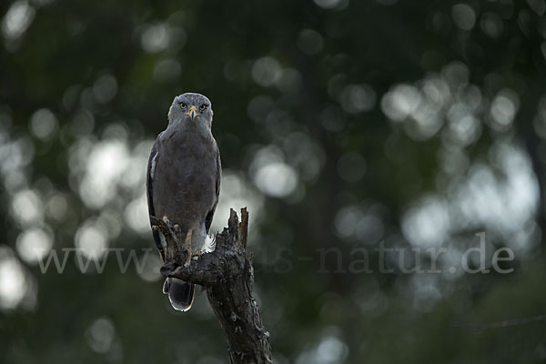 Bandschlangenadler (Circaetus cinerascens)