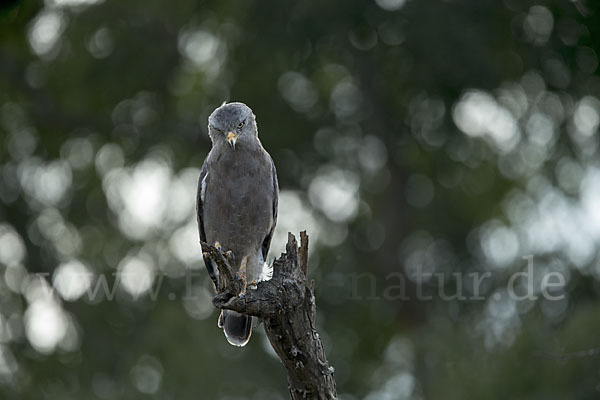 Bandschlangenadler (Circaetus cinerascens)