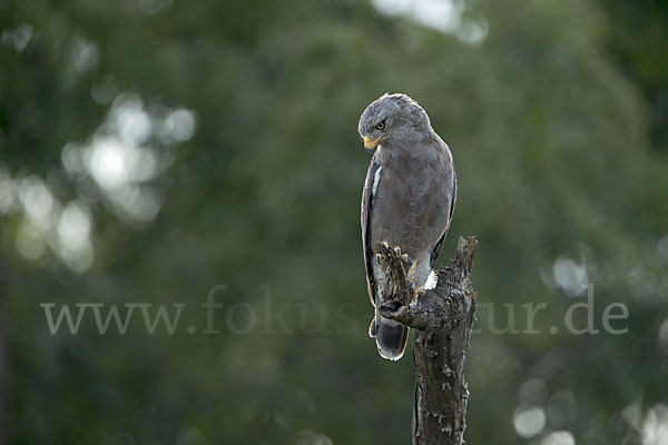 Bandschlangenadler (Circaetus cinerascens)