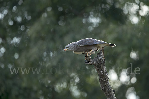 Bandschlangenadler (Circaetus cinerascens)