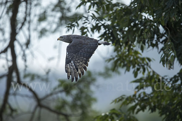 Bandschlangenadler (Circaetus cinerascens)